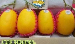 免费高质量吃瓜视频