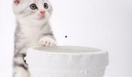 小猫咪热点爆料视频播放,视频播放背后的惊人真相