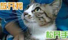 小猫咪热点爆料视频播放,视频播放背后的惊人真相