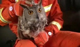 猫头鹰爆料视频,揭秘神秘视频背后的惊人真相