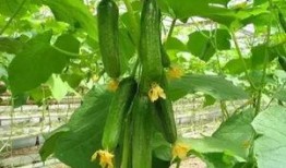 天津中医药大学网红吃瓜