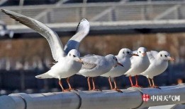 天津海鸥爆料事件视频最新,揭秘背后惊人真相