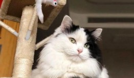 小猫咪热点爆料视频播放,视频播放背后的惊人真相