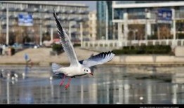 天津海鸥爆料事件视频最新,揭秘背后惊人真相