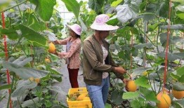 在景区吃瓜的网红叫什么,网红吃瓜达人带你领略瓜界风采