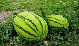 大c网红吃瓜,揭秘娱乐圈幕后真相