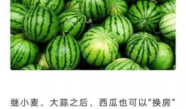 吃瓜官网免费,免费畅享美食资讯的乐园