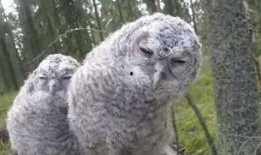 猫头鹰爆料视频,揭秘神秘视频背后的惊人真相