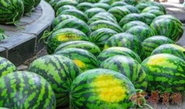 天津中医药大学网红吃瓜