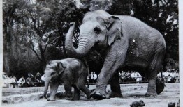 大笨象在线观看