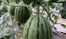 吃一个网红的瓜