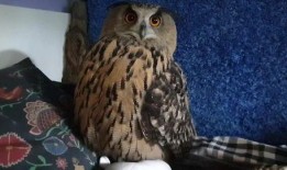 猫头鹰爆料视频,揭秘神秘视频背后的惊人真相