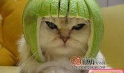 柚子猫小僵尸爆料视频大全,揭秘幕后真相与趣味瞬间