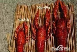 爆料龙虾做法视频播放下载,视频播放下载，轻松学会家常美味