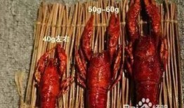 爆料龙虾做法视频播放下载,视频播放下载，轻松学会家常美味