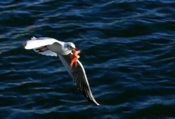 天津海鸥爆料事件视频最新,揭秘背后惊人真相