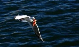 天津海鸥爆料事件视频最新,揭秘背后惊人真相