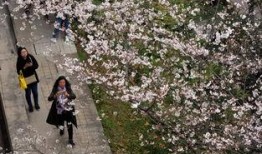 在线观看樱花劫,一场穿越时空的生死恋