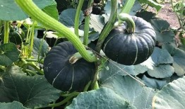 网红各种吃瓜资源网站