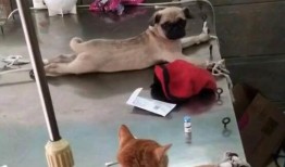 航线巴哥最新爆料视频,揭秘航线神秘航线背后的故事