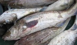 鳕鱼最新爆料图片大全,高清美图大集合，带你领略海洋美食风采