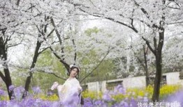 在线观看樱花劫,一场穿越时空的生死恋