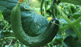 大c网红吃瓜,揭秘娱乐圈幕后真相