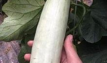 吃茄瓜的网红是谁,网红“吃茄瓜达人”带你领略美食新境界
